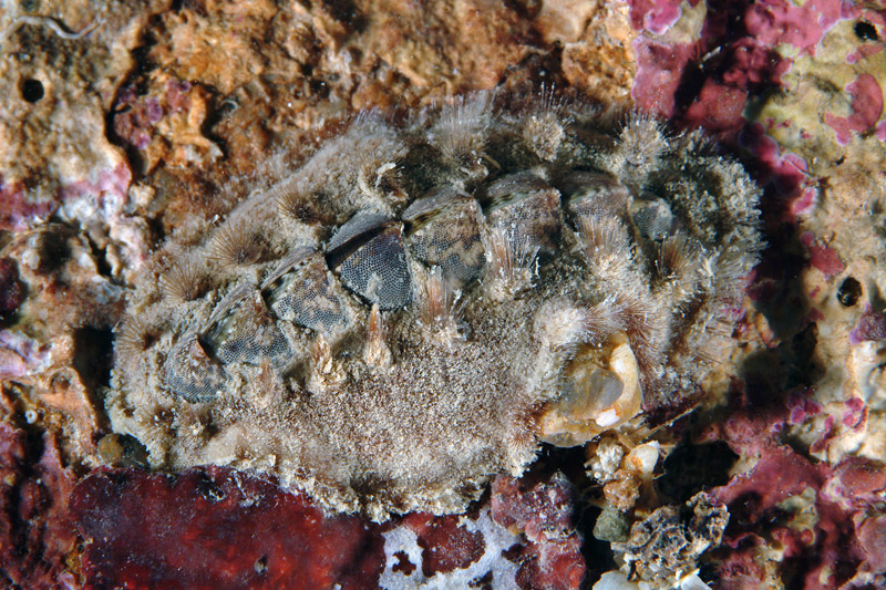 Acanthochitona fascicularis